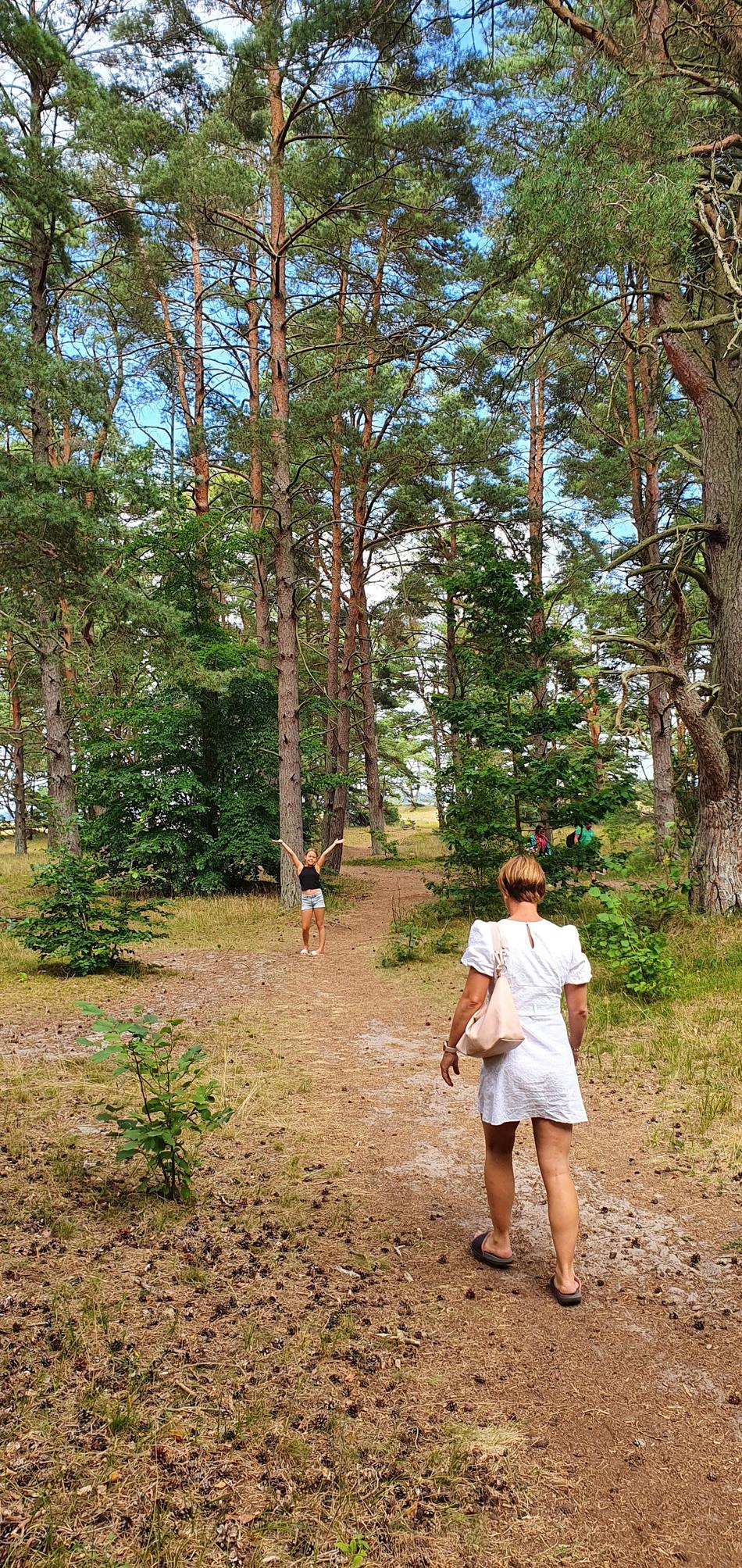 Tallskog vid havet